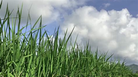 Green agriculture rice field landscape 17663661 Stock Video at Vecteezy