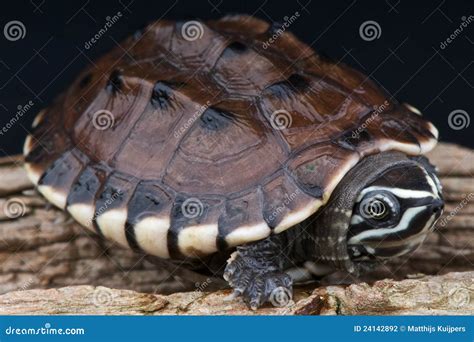 Malayan Snail-eating Turtle Stock Photo - Image of laos, malayemys ...