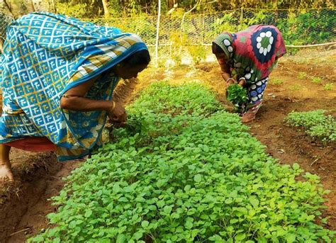 Nutrition In Backyard Gardens Odishas Tribal Women Show The Way