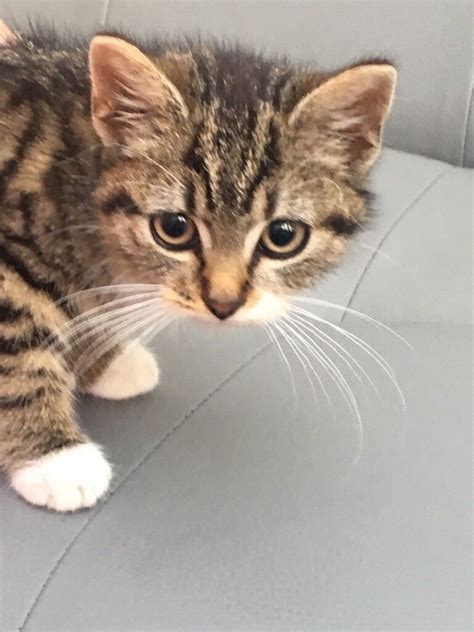 Beautiful Tiger Tabby Kitten In Hall Green West Midlands Gumtree