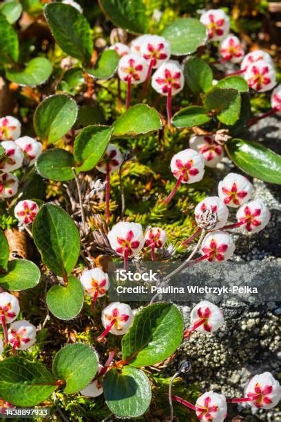 Harrimanella Hypnoides Known As Moss Bell Heather Or Mos Heather