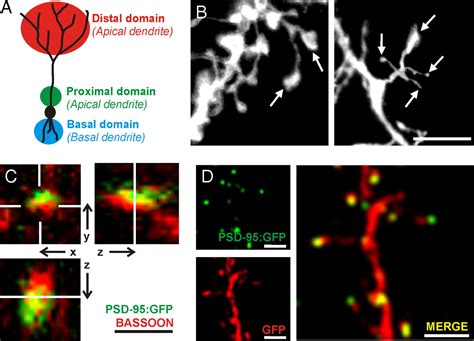 Sequential Development Of Synapses In Dendritic Domains During Adult