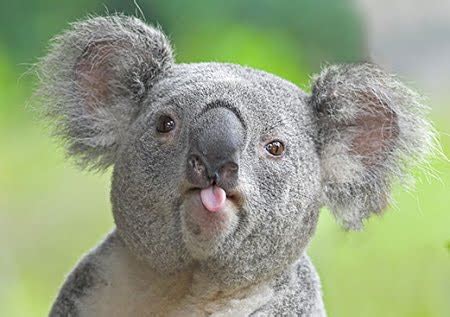 The Presurfer: Animals With Their Tongues Sticking Out