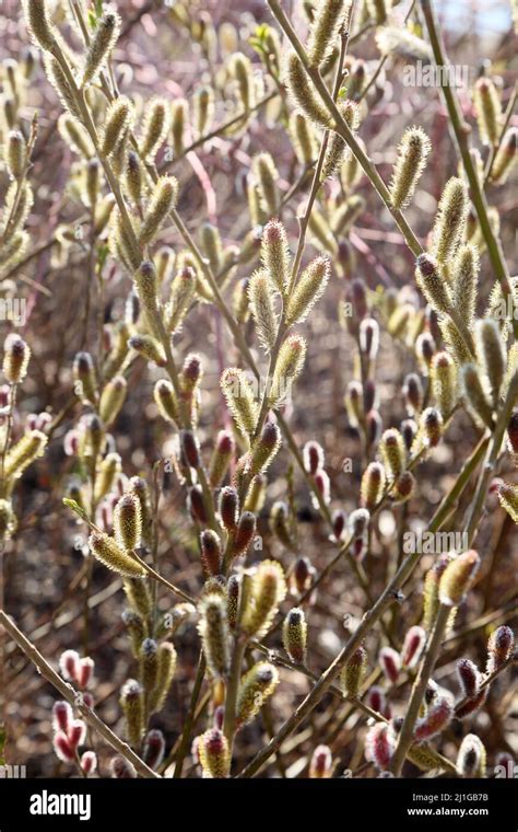 Japanese Pink Pussy Willow Stock Photo Alamy