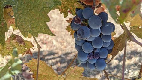 Merlot Wine Regions: Why It’s So Darn Delicious — tèr·ra·ve·nos