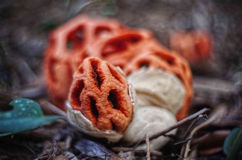 Crazy Mushroom Varieties Are Being Discovered In Deep Tropical Forests - RYZE Superfoods