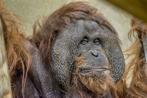 Orangutan - Milwaukee County Zoo