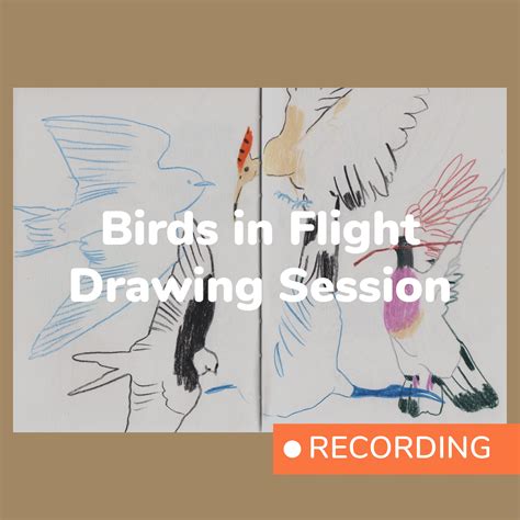 RECORDING: Birds in Flight Drawing Session – Odd Orange