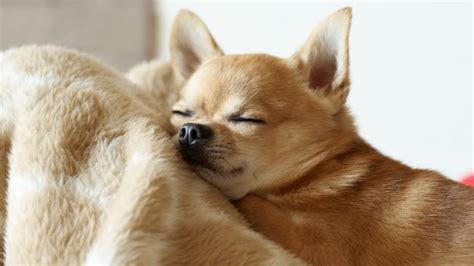 32 sleepiest dog breeds | PetsRadar