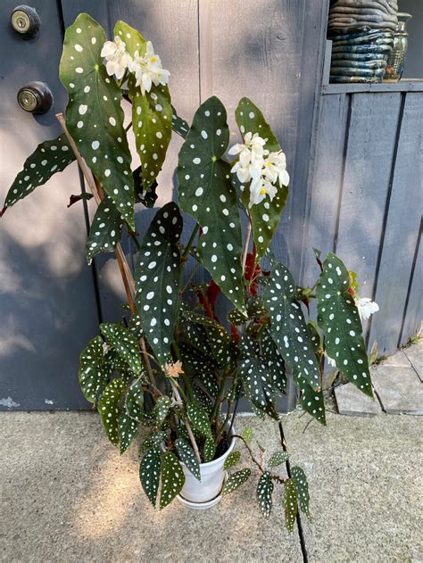 Begonia Maculata Expert Care Tips And Growing Guide