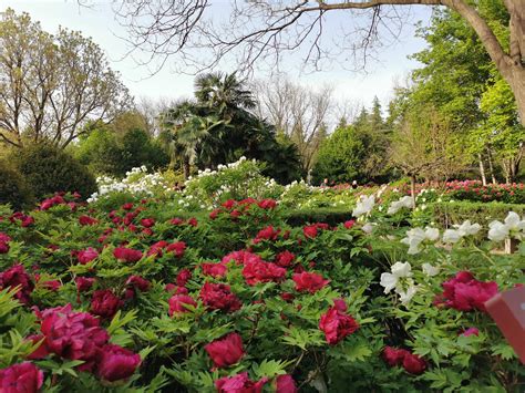 4月8日牡丹花情预报洛阳市区各牡丹园进入观赏盛花期 品种 初开 樱花