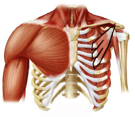 Pectoral Girdle And Upper Limb Muscles Flashcards Easy Notecards Porn