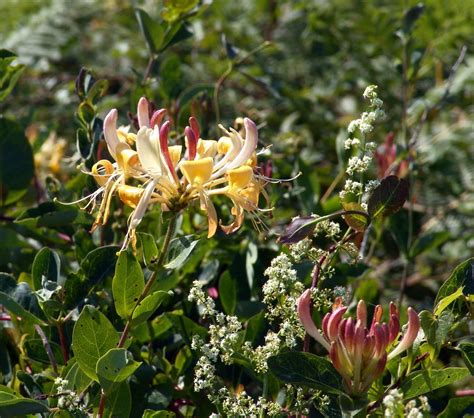 Lonicera Japonica Red World Riverside Garden Centre