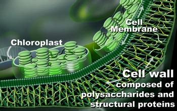 Cell wall - CreationWiki, the encyclopedia of creation science