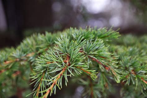 The Cedar Forest in Mountains of Lebanon Stock Photo - Image of cedrus ...