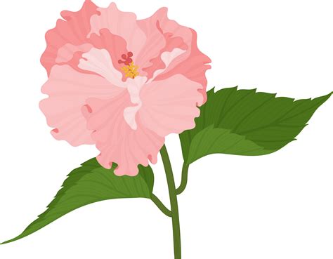 Pink Hibiscus Flower Hand Drawn Illustration 10173073 Png