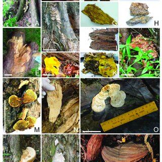 Other pathogenic fungi detected in Singapore urban trees. (A): An ...