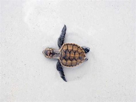 Green Sea Turtle Hatchlings