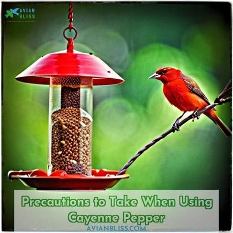 Cayenne Pepper In Bird Seed Deter Squirrels And Attract Birds