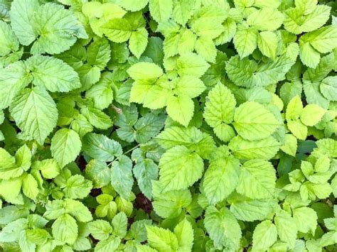 Beautiful Ground Cover Plants To Avoid At All Costs