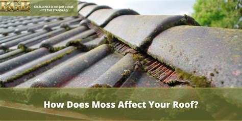 How Does Moss Affect Your Roof RGB Construction