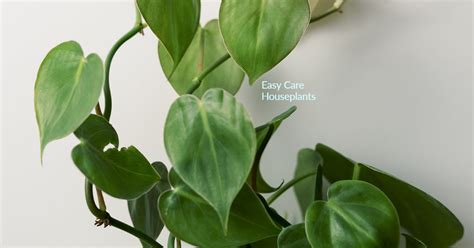 What Are Aerial Roots? - Easy Care Houseplants