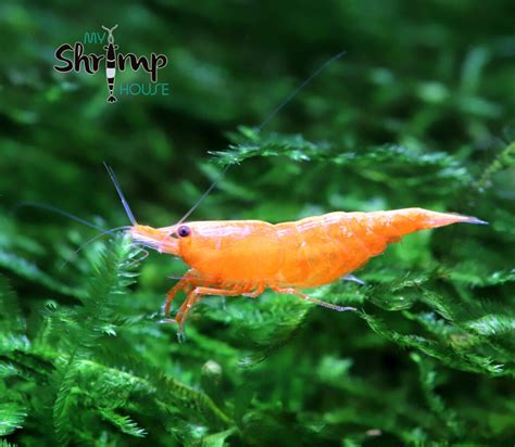 Comprar Gamba Orange Myshrimphouse