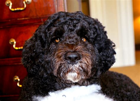 Bo Obama Photos - Presidential Pet Museum