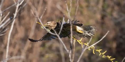 Common Black Hawk: Profile and Habitat - Birds Coach