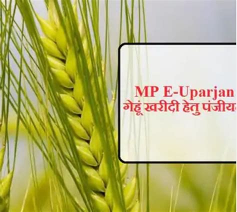 Registration Date Extended For Procurement Of Wheat On Support Price