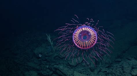 A Burst Of Deep Sea Fireworks Halitrephes Jelly Nautilus Live Youtube