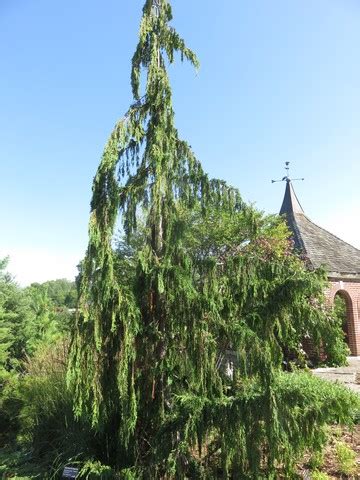 Pendula Nootka Cypress Xanthocyparis Nootkatensis Pendula North