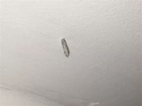 Carpet Moth Larvae On Walls Review Home Co