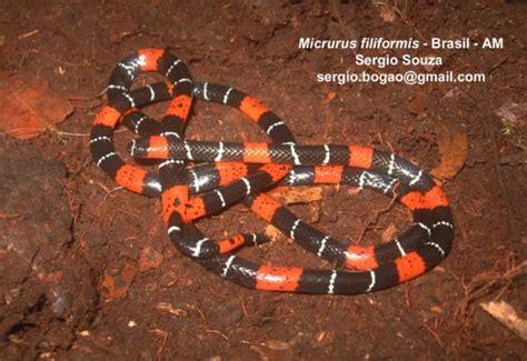 Micrurus Filiformis Serpentes Brasileiras