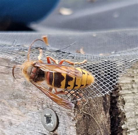 Hornet? Wasp? : r/whatsthisbug