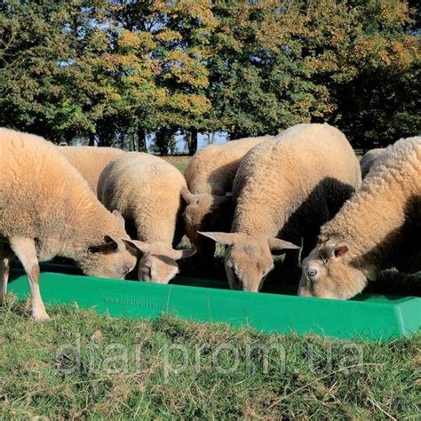 Кормушка 1 м для овец и коз, LaBuvette Франция, цена 2220 грн — Prom.ua ...