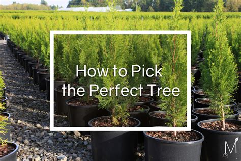 How To Pick The Perfect Tree MitoGrow