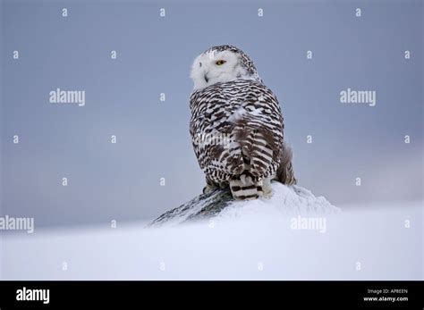 Snowy Owl Nyctea Scandiaca On Snow Adult Female Stock Photo Alamy