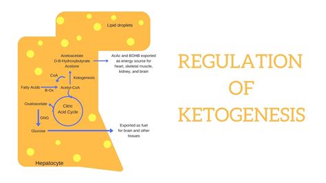 Biochemistry Regulation Of Ketogenesis Youtube