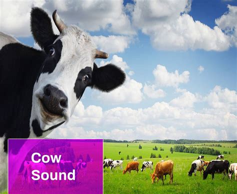 Cow Sound Effect Free MP3 Download | Mingo Sounds