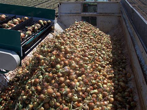 Custom Onion Harvesting Equipment - Elba, New York