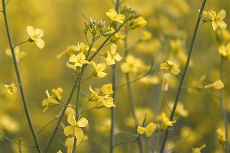 Qu Significa Que Te Regalen Flores Amarillas El De Marzo Marca