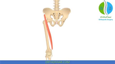 Hip Muscles Anatomy Orthofixar 2024