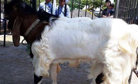 Harga Kambing Etawa Jantan Dan Betina Terbaru September 2024