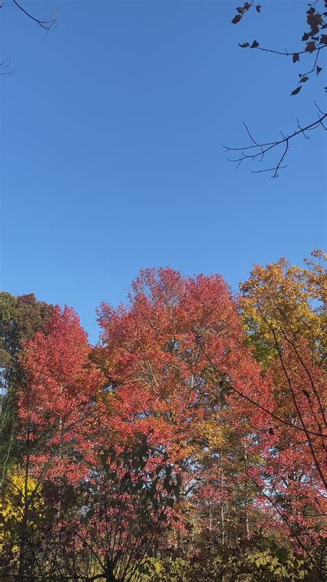 Fall foliage | Country roads, Fall foliage, Foliage