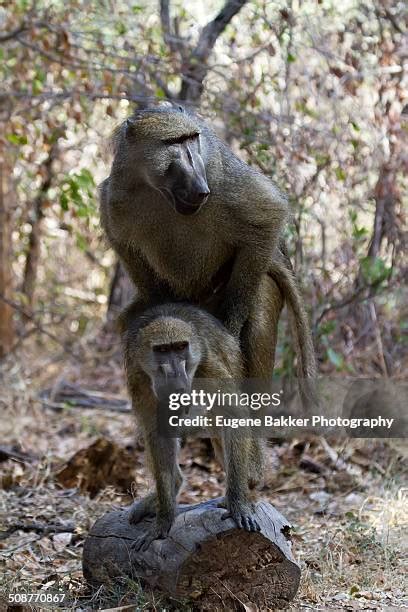 Mating Baboons Photos And Premium High Res Pictures Getty Images