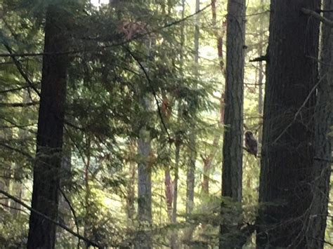 Western Redcedar Ecology and Distribution – Forest Health Watch