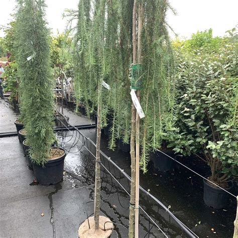 Lork Op Stam Larix Kaempferi Stiff Weeper Tuinplantenbezorgd Nl