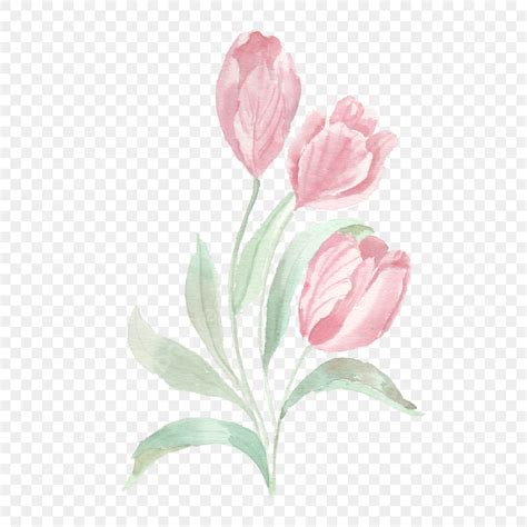 Tulip Bouquet PNG Image Pink Tulip Watercolor Flower Bouquet Pink