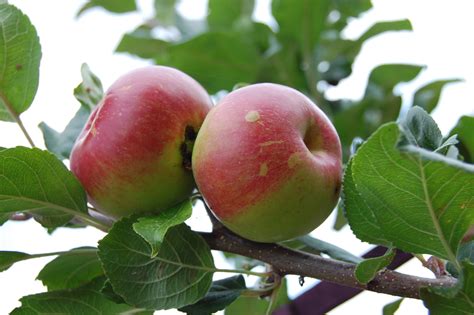 Free Images Branch Fruit Flower Food Produce Gardening Peach